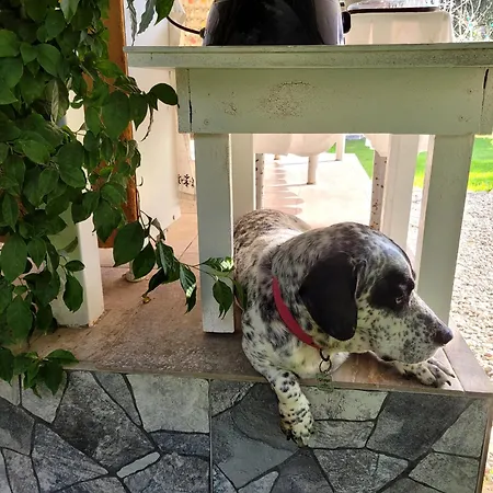 Kuruyanos Agac Evleri Datça